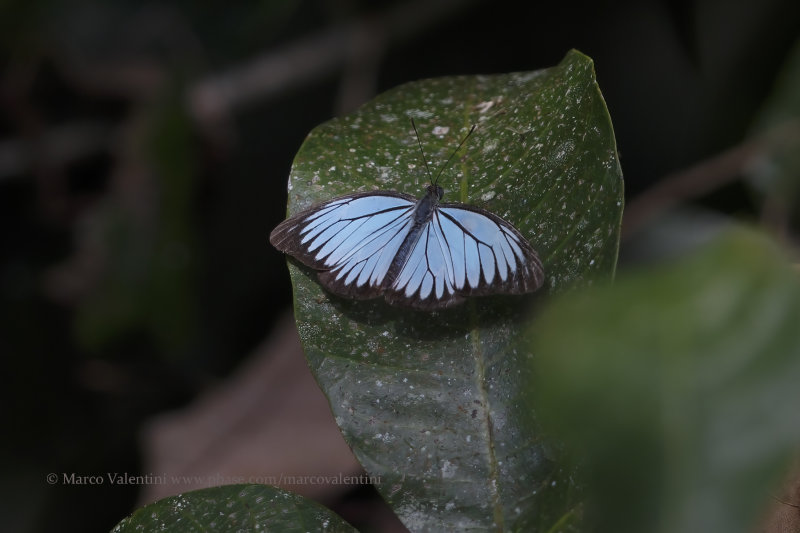 Pareronia valeria