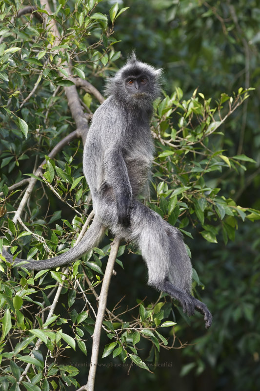 Silver leaf monkey - Trachypitechus cristatus