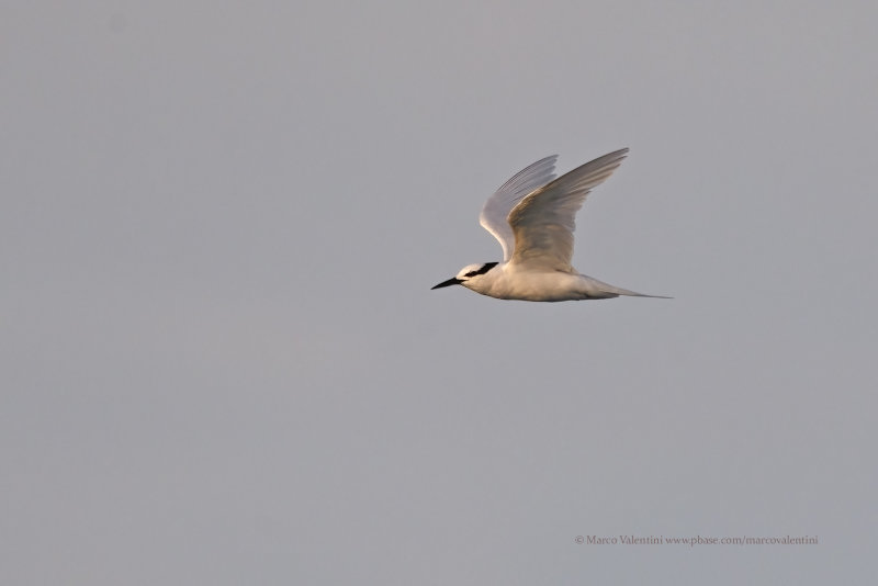 Black-naped tern - Sterna sumatrana