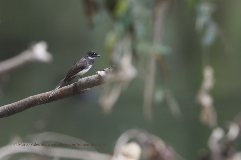 Pied Fantail - Rhipidura javanica