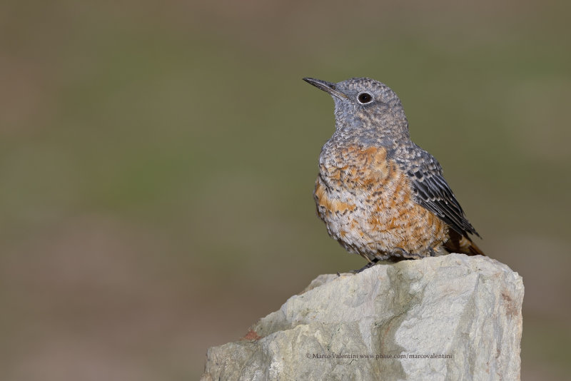 Rock Thrush - Monticola saxatilis