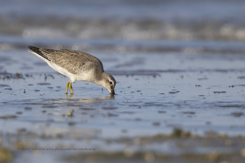 Red Knot - Calidris canutus