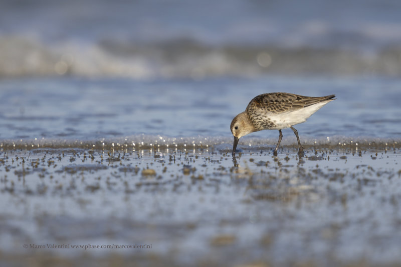Red Knot - Calidris canutus