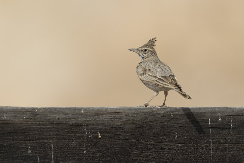 Crested lark - Galerida cristata