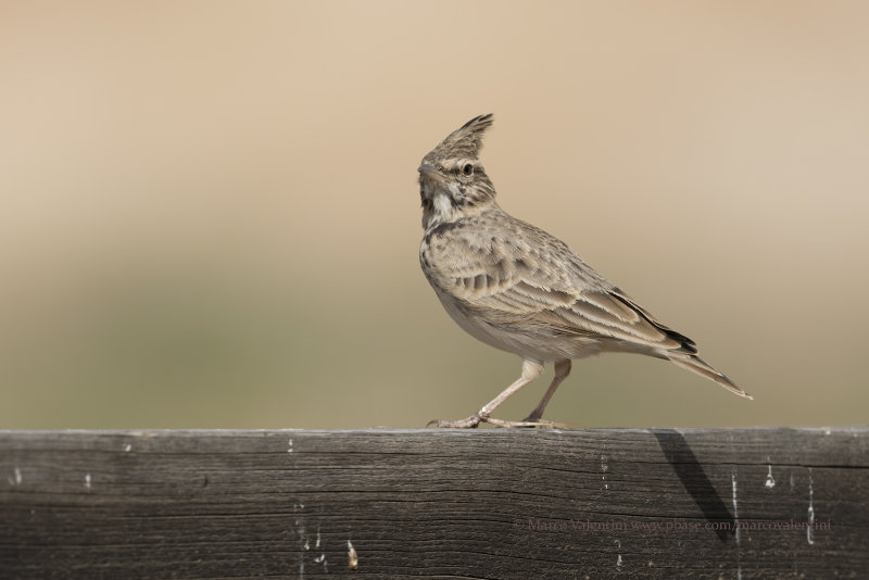 Crested lark - Galerida cristata