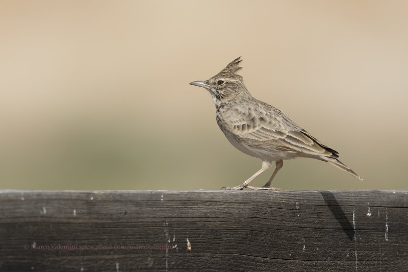 Crested lark - Galerida cristata