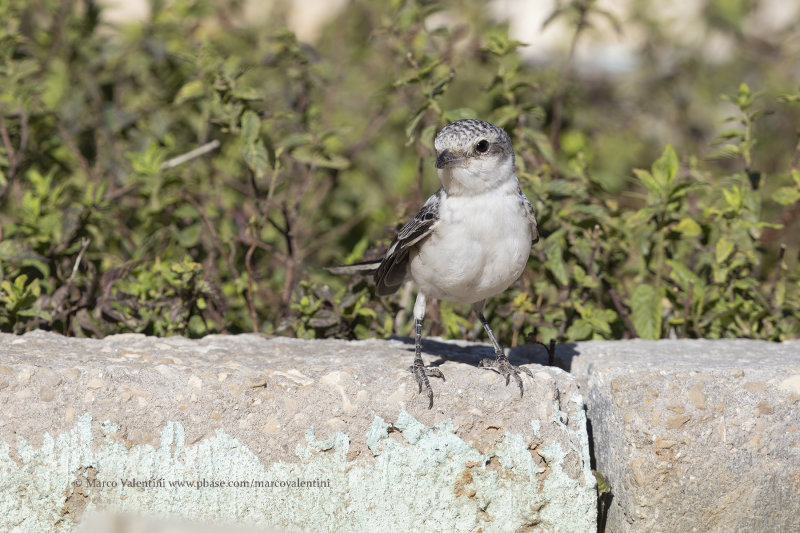 Masked Shrike - Lanius nubicus