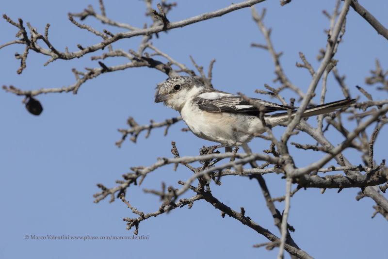 Masked Shrike - Lanius nubicus