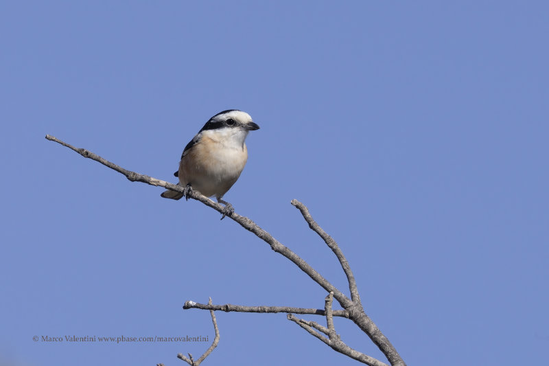 Masked Shrike - Lanius nubicus
