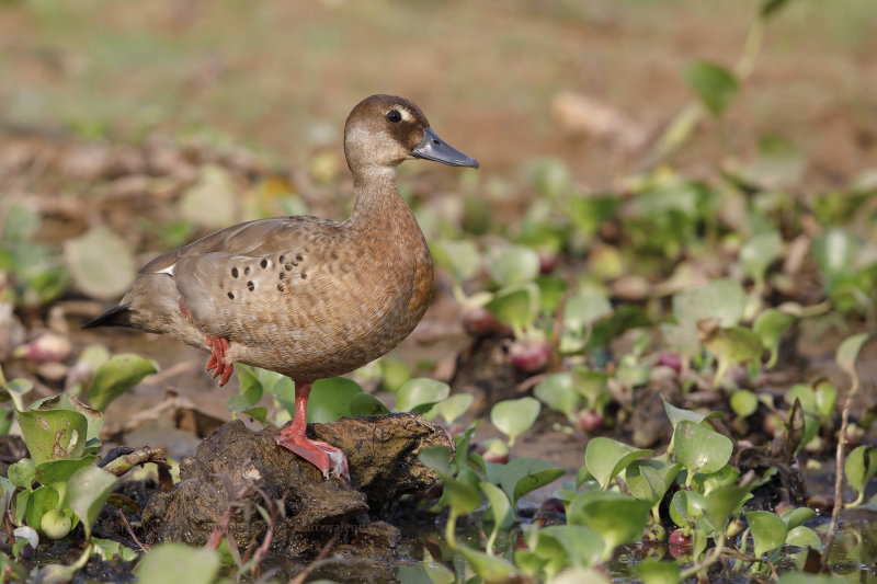 Brazilian teal - Amazonetta brasiliensis