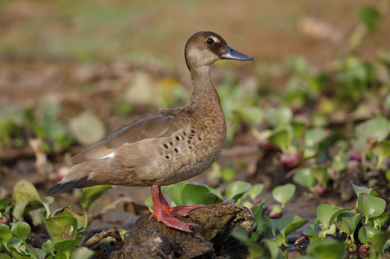 Brazilian teal - Amazonetta brasiliensis