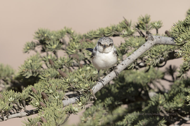 Masked Shrike - Lanius nubicus