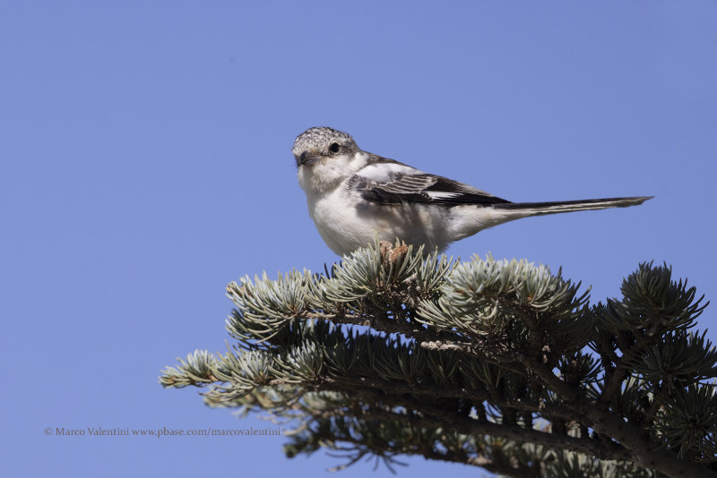 Masked Shrike - Lanius nubicus