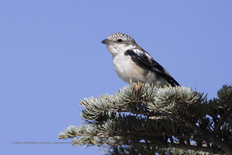 Masked Shrike - Lanius nubicus