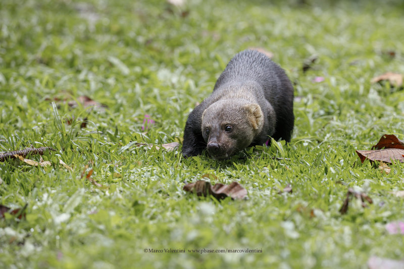 Tayra - Eira barbara