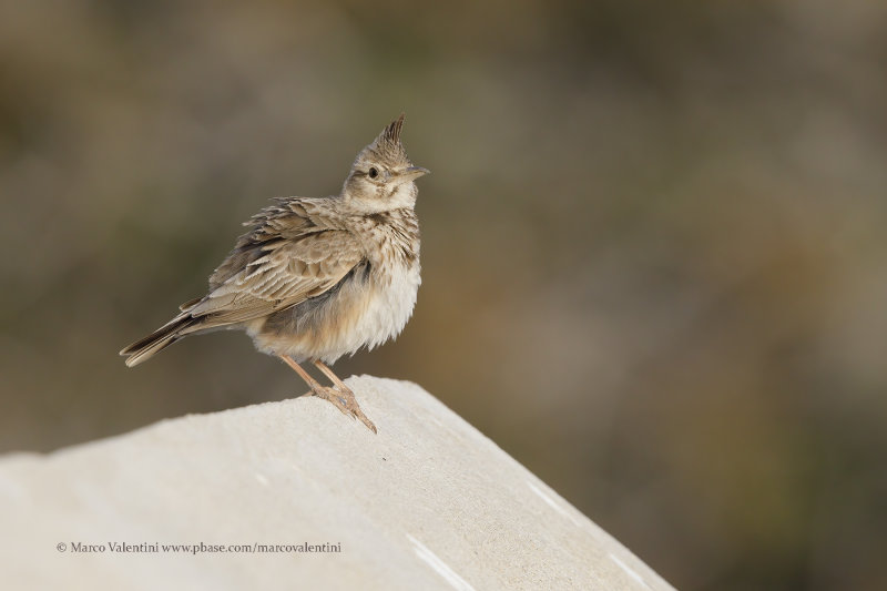 Crested lark - Galerida cristata