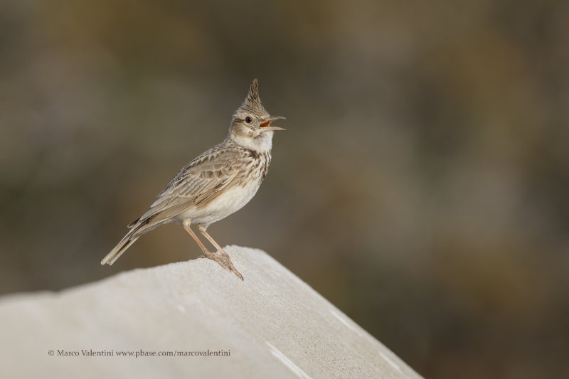 Crested lark - Galerida cristata