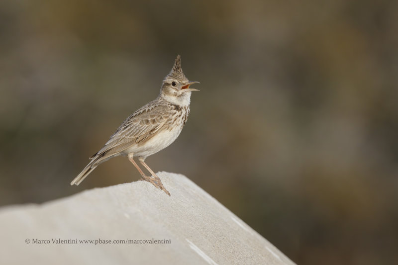 Crested lark - Galerida cristata
