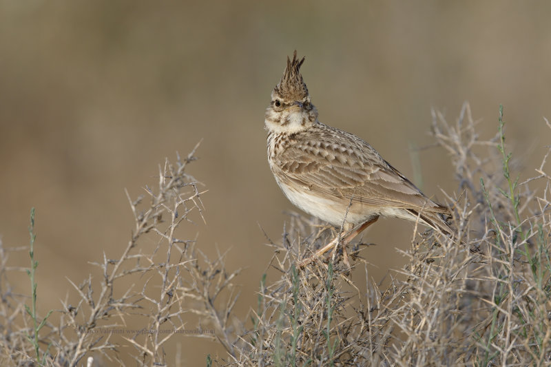 Crested lark - Galerida cristata