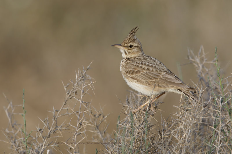 Crested lark - Galerida cristata