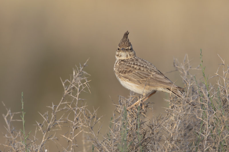 Crested lark - Galerida cristata