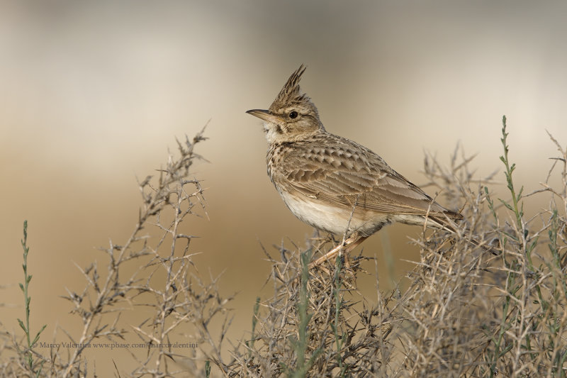 Crested lark - Galerida cristata
