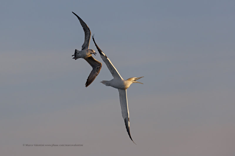 Northern Gannet - Morus bassanus