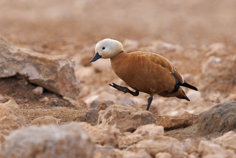 Ruddy Shelduck - Tadorna ferruginea