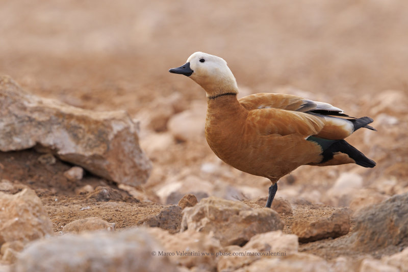 Ruddy Shelduck - Tadorna ferruginea