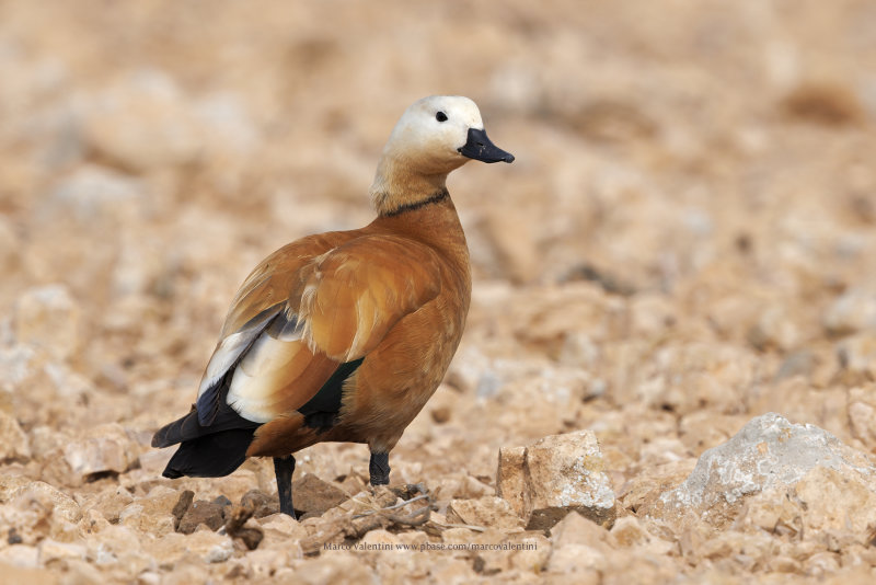 Ruddy Shelduck - Tadorna ferruginea