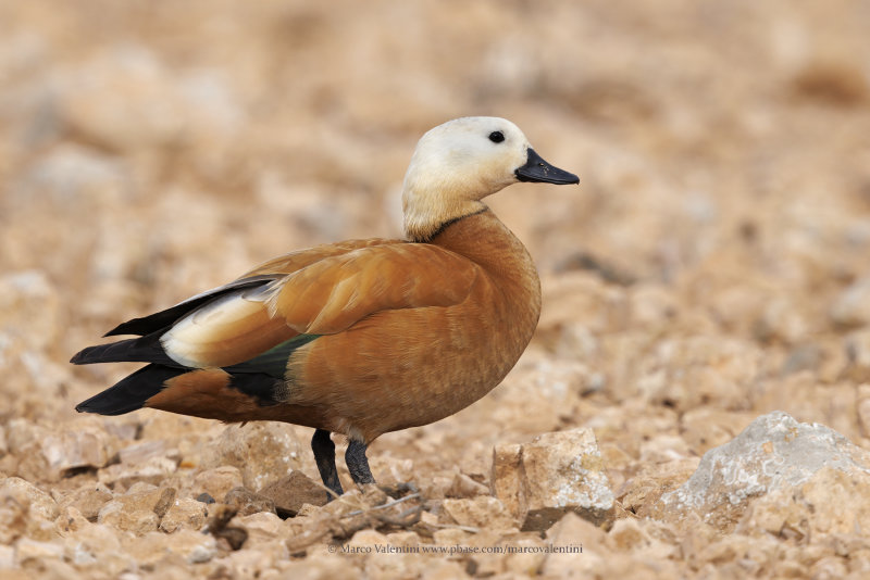 Ruddy Shelduck - Tadorna ferruginea