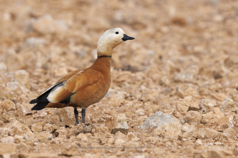 Ruddy Shelduck - Tadorna ferruginea