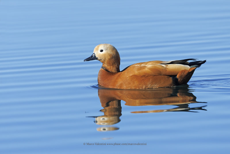 Ruddy Shelduck - Tadorna ferruginea