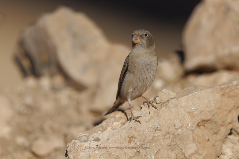 Trumpeter Finch - Bucanetes githagineus