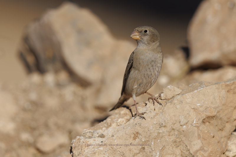 Trumpeter Finch - Bucanetes githagineus