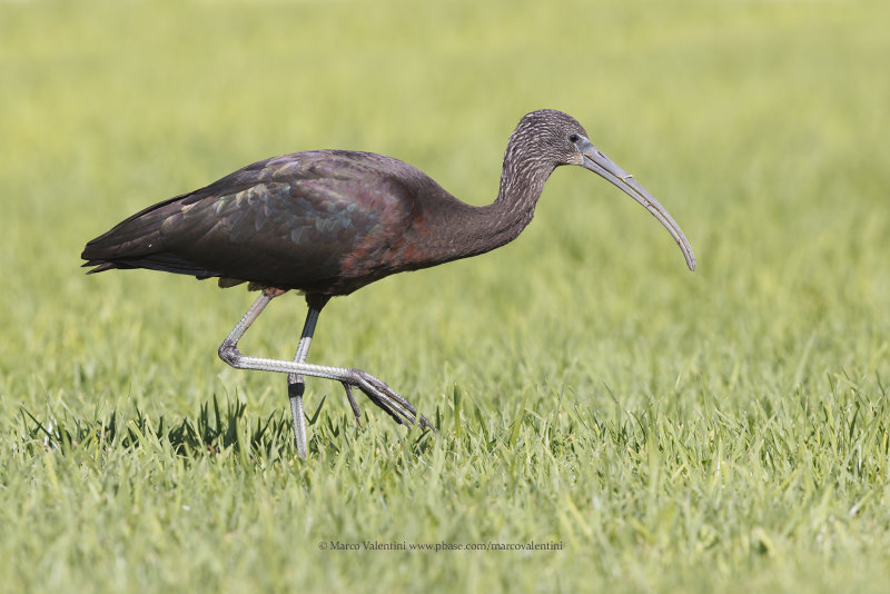 Glossy Ibis - Plegadis falcinellus