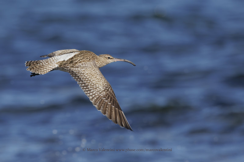 Whimbrel - Numenius phaeopus