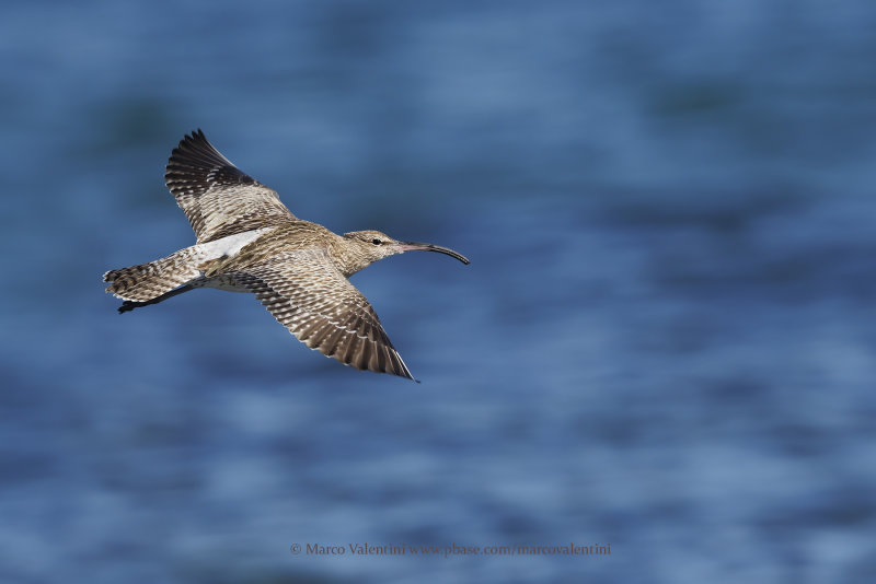 Whimbrel - Numenius phaeopus
