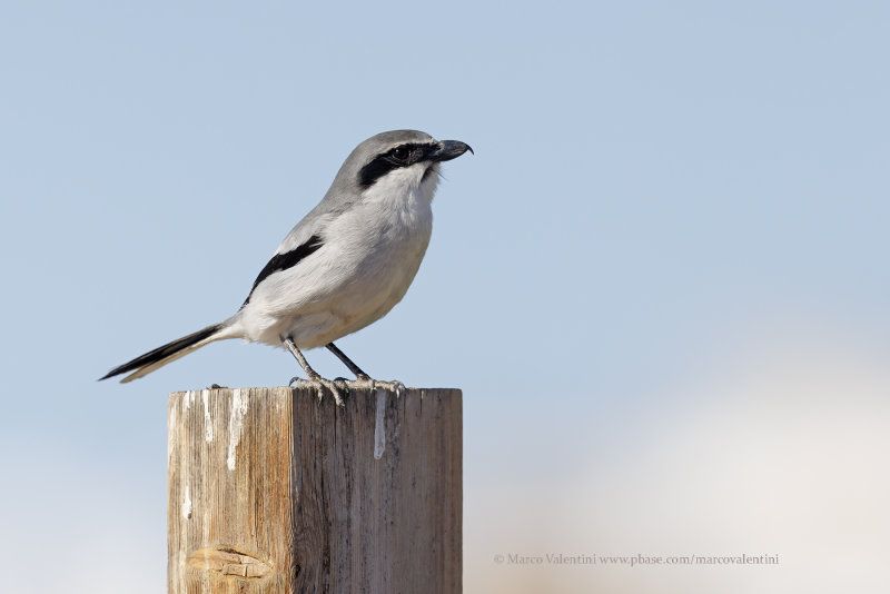 Great Grey Shrike - Lanius excubitor