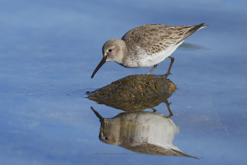 Dunlin - Calidris alpina