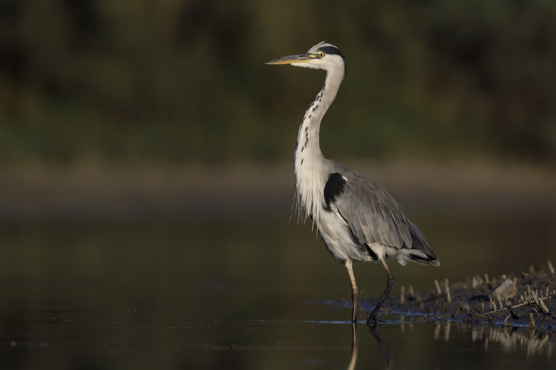 Grey heron - Ardea cinerea