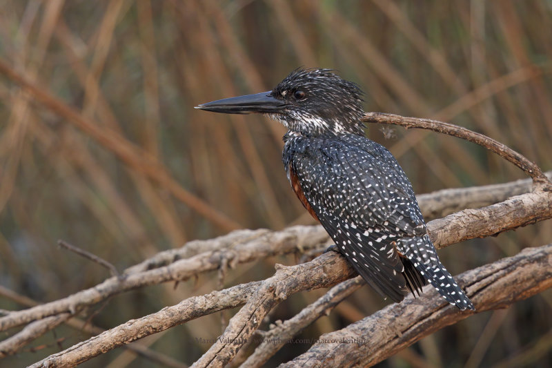 Giant kingfisher - Megaceryle maxima