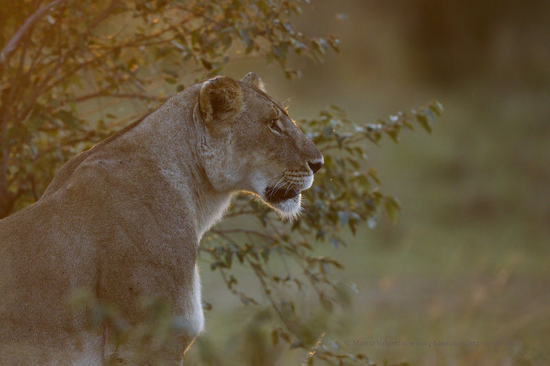 African Lion - Panthera leo