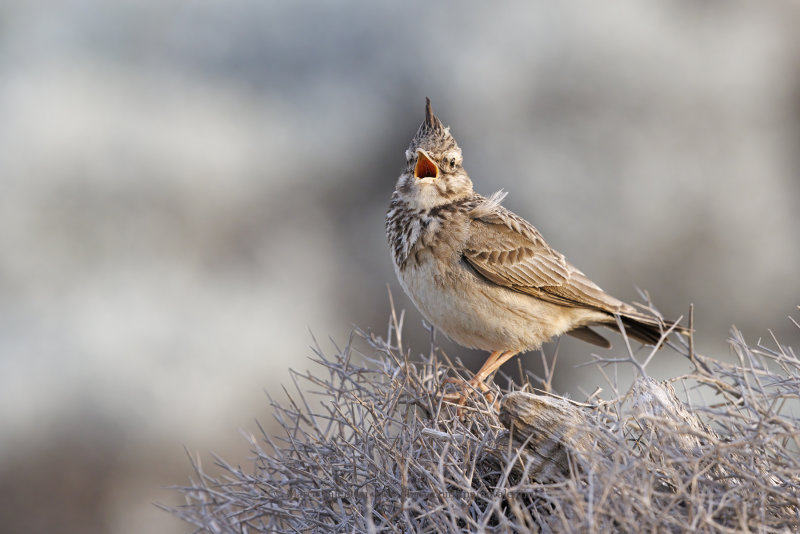 Crested lark - Galerida cristata
