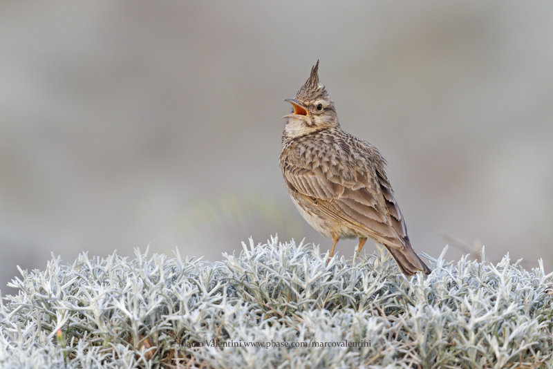 Crested lark - Galerida cristata
