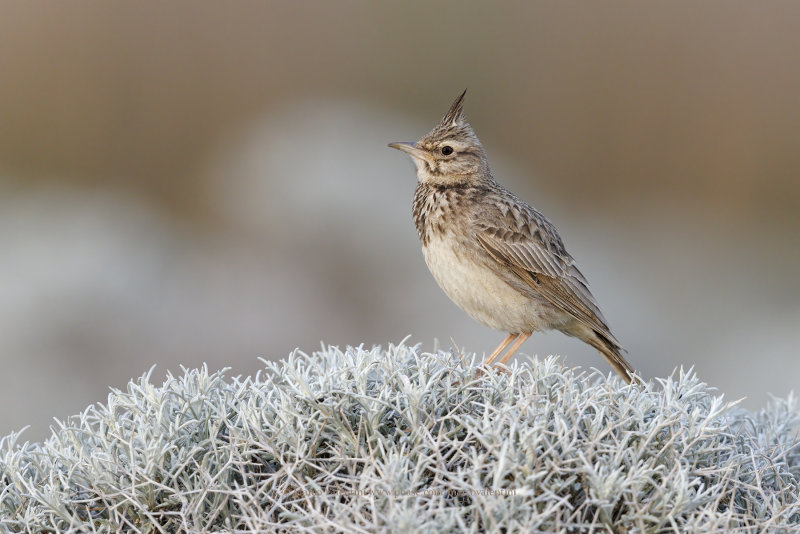 Crested lark - Galerida cristata