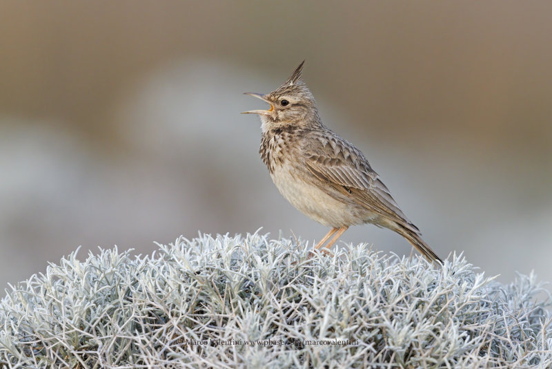 Crested lark - Galerida cristata
