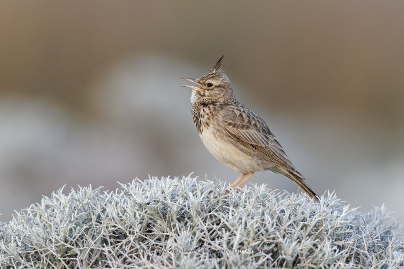 Crested lark - Galerida cristata