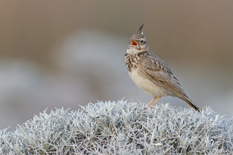 Crested lark - Galerida cristata