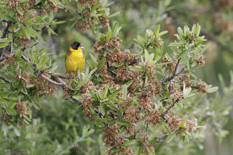 Black-headed bunting - Emberiza melanocepahala
